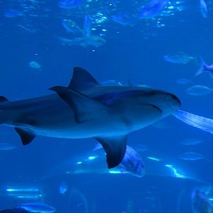 Bull shark (Carcharhinus leucas)