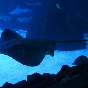Broad stingray (Bathytoshia lata)