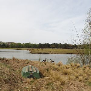 Car Safari Asian Plains exhibit, seen from walking safari across safari boat canal, 2024-04-06