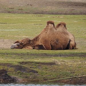 Domestic Bactrian camel (Camelus bactrianus), 2024-04-06