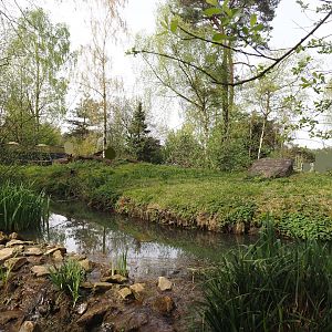 Ring-tailed lemur and Red ruffer lemur exhibit - Original lemur island, now part of walk-through, 2024-04-06