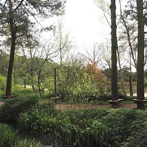 Ring-tailed lemur and Red ruffer lemur walk-through area, 2024-04-06