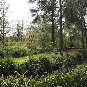 Ring-tailed lemur and Red ruffer lemur walk-through area, 2024-04-06