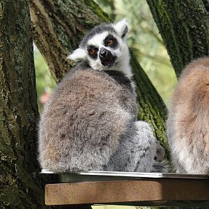 Ring-tailed lemur (Lemur catta), 2024-04-06
