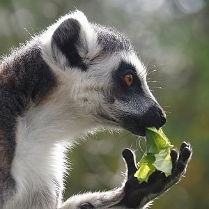 Ring-tailed lemur (Lemur catta), 2024-04-06