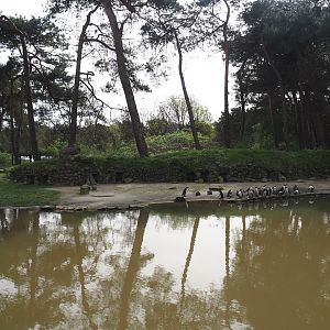 African penguin exhibit, 2024-04-06