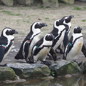 African penguins (Spheniscus demersus), 2024-04-06