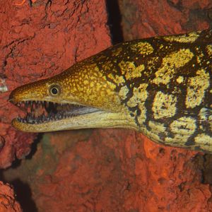 Fangtooth moray (Enchelycore anatina)