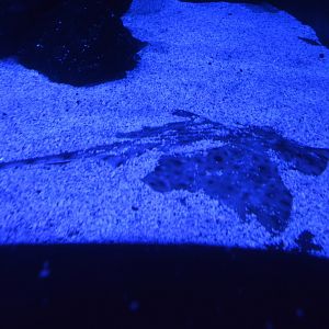 White skate (Rostroraja alba)