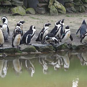African penguins (Spheniscus demersus), 2024-04-06