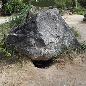 African penguin nesting in cavity under large rock in visitor area, 2024-04-06