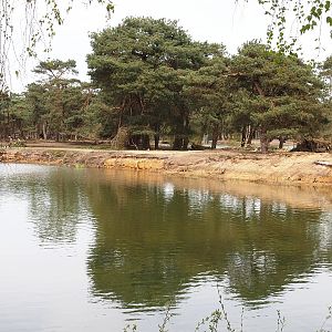 Blackbuck exhibit on a peninsula in the safari boat canal, 2024-04-06