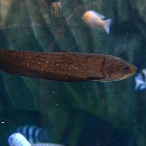 Reticulate knifefish (Papyrocranus afer)