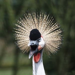 Grey crowned crane (Balearica regulorum), 2024-04-06