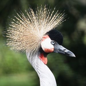 Grey crowned crane (Balearica regulorum), 2024-04-06