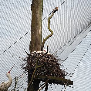 African spoonbill (Platalea alba) and a Common hoopoe (Upupa epops), 2024-04-06