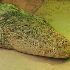 South African Nile crocodile (Crocodylus niloticus cowiei), 2024-04-06