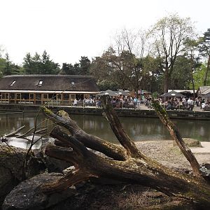 Hippopotamus, Western sitatunga and Marabu exhibit, 2024-04-06