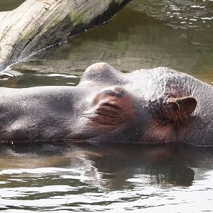Hippopotamus (Hippopotamus amphibius), 2024-04-06