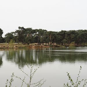 Car safari Asian plains exhibit, seen from walking safari across safari boat canal, 2024-04-06