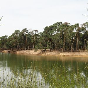 Car safari Asian forest exhibit, seen from walking safari across safari boat canal, 2024-04-06