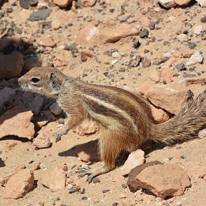 Barbary ground squirrel (Atlantoxerus getulus)