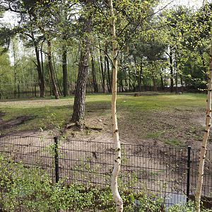 Persian gazelle paddock, 2024-04-06