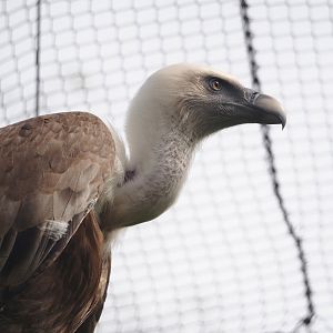 Western Eurasian griffon vulture (Gyps fulvus fulvus), 2024-04-06