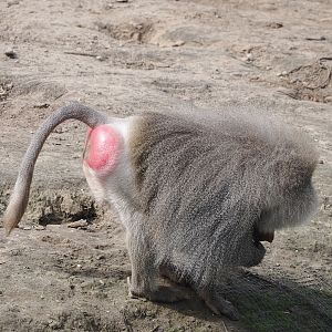 Hamadryas baboon (Papio hamadryas), 2024-04-06