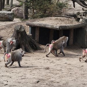Hamadryas baboons (Papio hamadryas), 2024-04-06