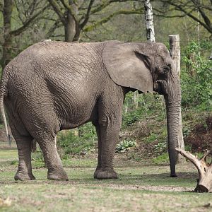 African bush elephant (Loxodonta africana), 2024-04-06