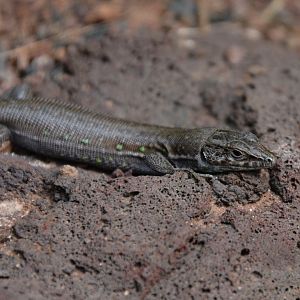 Fuerteventura wall lizard (Gallotia atlantica mahoratae)