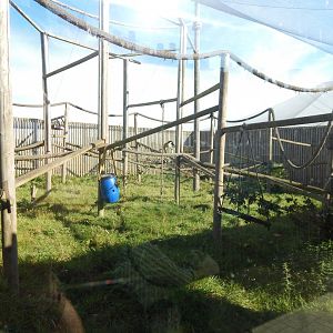 Western guereza exhibit 030964