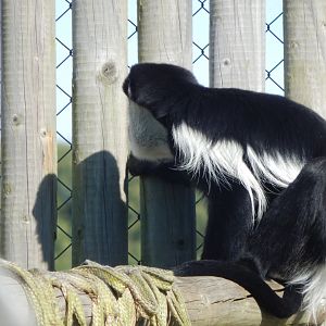 Western guereza 030964