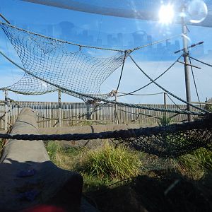 Black howler exhibit 030964