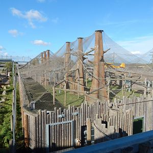 Bornean orangutan exhibit 030964