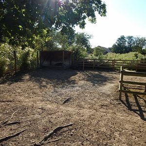 South American tapir habitat 030964