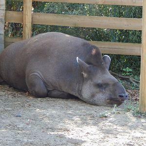 South American tapir 030964