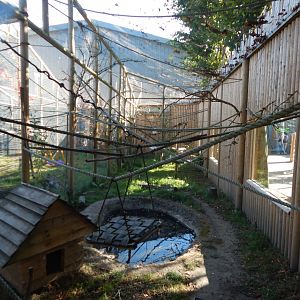 Common marmoset habitat 030964