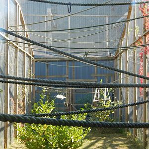 Cotton-top tamarin habitat 030964