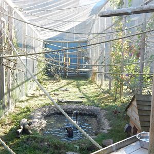 Goeldi's monkey habitat 030964