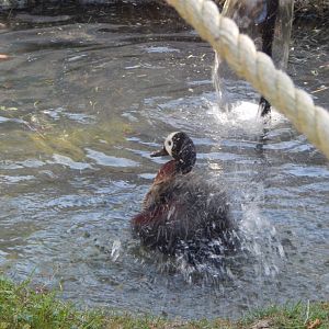 White-faced whistling duck 030964