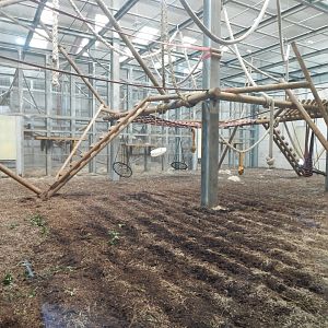 Chimpanzee habitat 030964