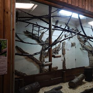 Golden-handed tamarin indoors habitat 030964
