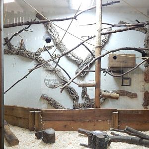 Cotton-top tamarin indoors habitat 030964