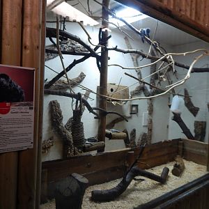 Goeldi's monkey indoors habitat 030964