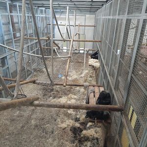 Chimpanzee habitat 030964