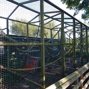 Vervet monkey habitat 030964