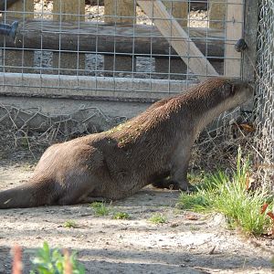 Indochinese smooth-coated otter 030964