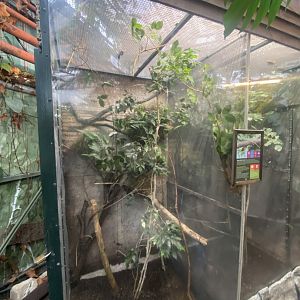 Giant stick insect exhibit 050924